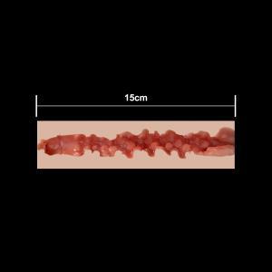 15 cm